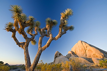 Joshua Tree National Park at dawn, California, United States of America, North America