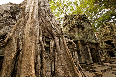Temple of Ta Prohm, Angkor, UNESCO World Heritage Site, Siem Reap, Cambodia, Indochina, Southeast Asia, Asia