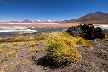 Laguna Colorada, Reserva Eduardo Avaroa, Bolivia, South America