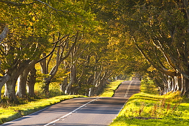 The winding road through the beech avenue at Kingston Lacy, Dorset, England, United Kingdom, Europe