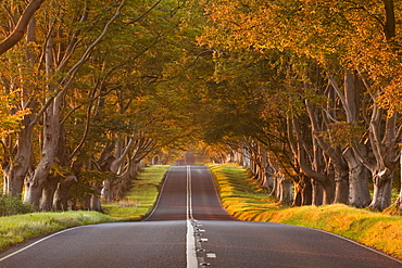 The winding road through the beech avenue at Kingston Lacy, Dorset, England, United Kingdom, Europe