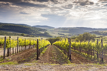 Vineyards near to Montepulciano, Val d'Orcia, UNESCO World Heritage Site, Tuscany, Italy, Europe