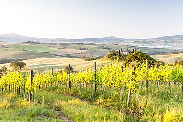 Vineyards and Il Belvedere on the Val d'Orcia, UNESCO World Heritage Site, Tuscany, Italy, Europe