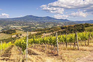 Vineyards near to Montalcino, Val d'Orcia, UNESCO World Heritage Site, Tuscany, Italy, Europe