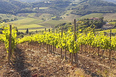 Vineyards near to Montalcino, Val d'Orcia, UNESCO World Heritage Site, Tuscany, Italy, Europe