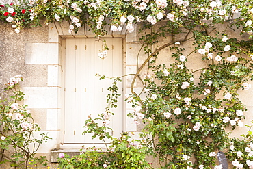 Roses cover a house in the village of Chedigny, Indre-et-Loire, Centre, France, Europe