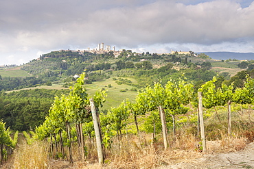 Vineyards near to San Gimignano, Tuscany, Italy, Europe