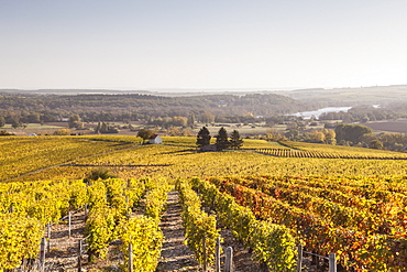 Autumn color in the vineyards of Sancerre, Cher, France, Europe