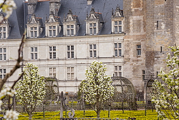 Symmetrically beautiful gardens at the chateau of Villandry, UNESCO World Heritage Site, Loire Valley, Indre et Loire, Centre, France, Europe