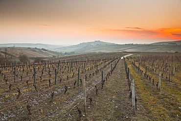 Vineyards, Sancerre, Cher, Loire Valley, Centre, France, Europe