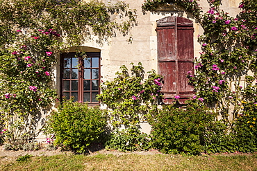 Sitting on the banks of the river Allier, this rose covered house is found in the beautiful village of Apremont-sur-Allier, Cher, Centre, France, Europe