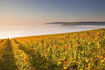 The vineyards of Sancerre during a heavy autumn mist, Cher, Centre, France, Europe