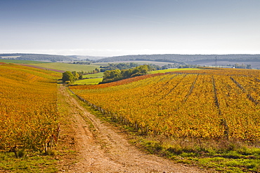 The vineyards of Sancerre during autumn, Cher, Centre, France, Europe