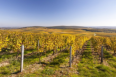 Autumn color in the vineyards of Sancerre, Cher, Centre, France, Europe