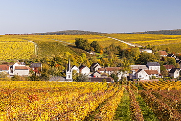 Autumn color in the vineyards surrounding Bue, Sancerre, Cher, Centre, France, Europe