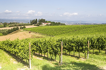 Vineyards near to Todi, Umbria, Italy, Europe