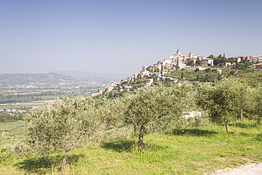 Olive grove near to Trevi in the Val di Spoleto, Umbria, Italy, Europe