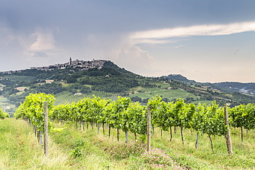 Vineyards near to Todi, Umbria, Italy, Europe