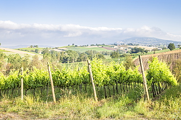 Vineyards near to Montefalco, known for its red wine of Sagrantino, Val di Spoleto, Umbria, Italy, Europe