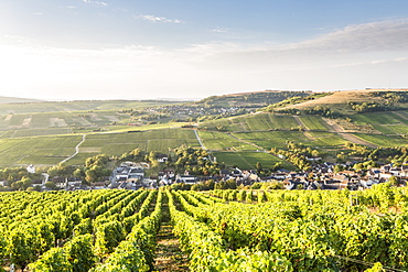 The vineyards of Sancerre above Chavignol, Cher, Centre, France, Europe