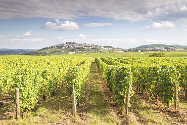 The vineyards of Sancerre, France. Known for its fine wines from grape varities such as pinot noir and sauvignon blanc, the vine