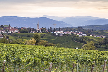 Vineyards near to Caldaro, South Tyrol, Italy, Europe