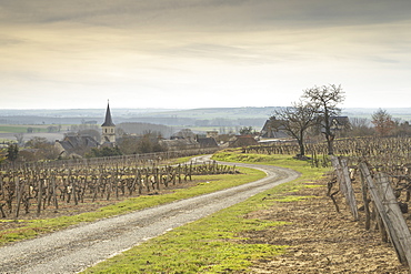 Winter in the vineyards of Berrie, Vienne, France, Europe