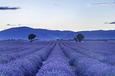 Lavender fields on the Plateau de Valensole, Alpes-de-Haute-Provence, France, Europe