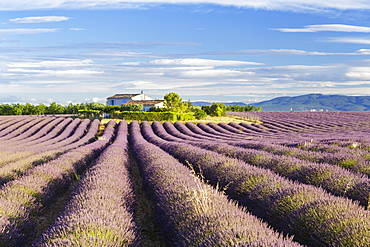 Lavender fields on the Plateau de Valensole, Alpes-de-Haute-Provence, France, Europe