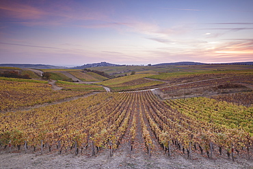 The vineyards of Sancerre, known for fine wines from grape varieties such as pinot noir and sauvignon blanc, Sancerre, Cher, Centre-Val de Loire, France, Europe