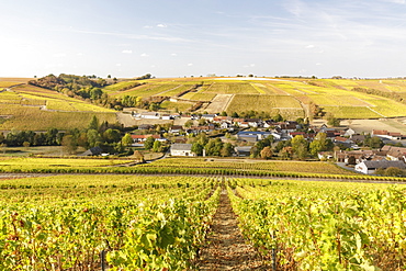 The vineyards of Sancerre, known for fine wines from grape varieties such as pinot noir and sauvignon blanc, Sancerre, Cher, Centre-Val de Loire, France, Europe