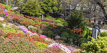 Torii gates at Nezu Shrine in Bunkyo ward, Tokyo, Japan, Asia