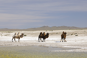 Camels in the Mongolian wilderness, Mongolia, Central Asia, Asia