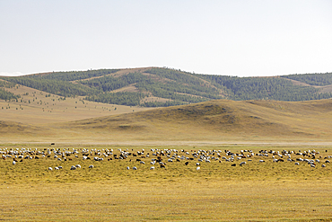 The vast landscapes of Khentii Province in Mongolia, Central Asia, Asia