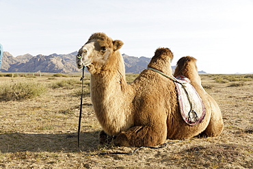 A camel in Khogno Khan National Park, Mongolia, Central Asia, Asia