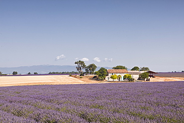 A house amongst lavender fields on the Plateau de Valensole, Alpes de Haute-Provence, Provence, France, Europe