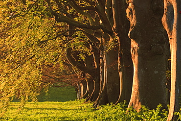 Beech avenue, Kingston Lacy, Dorset, England, United Kingdom, Europe