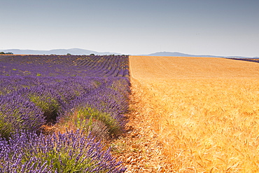 Lavender and wheat growing side by side on the Plateau de Valensole in Provence, France, Europe 