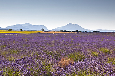 Lavender growing on the Plateau de Valensole in Provence, France, Europe 