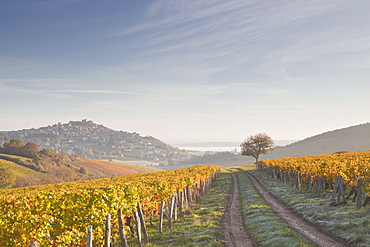 The vineyards of Sancerre draped in autumn colours, Cher, Centre, France, Europe