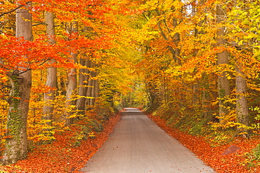 Autumn colours in the beech trees on the road to Turkdean in the Cotwolds, Gloucestershire, England, United Kingdom, Europe