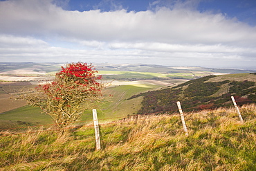 The rolling hills of the South Downs National Park near to Brighton, Sussex, England, United Kingdom, Europe