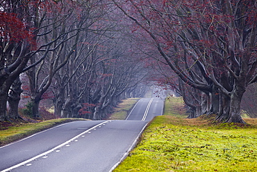 Beech avenue, Kingston Lacy, Dorset, England, United Kingdom, Europe