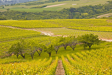 Irancy, Burgundy, France, Europe