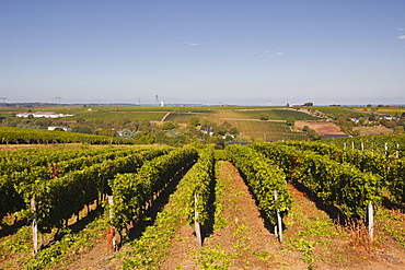 Cabernet Franc grapes growing in a Montsoreau vineyard, Maine-et-Loire, France, Europe