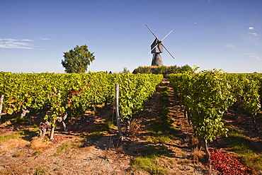 Cabernet Franc grapes growing in a Montsoreau vineyard, Maine-et-Loire, France, Europe