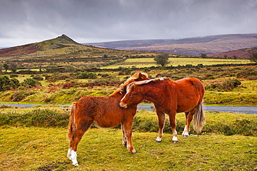 Two ponies in the wilds of Dartmoor, Devon, England, United Kingdom, Europe 