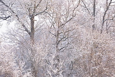 A snow covered tree in the Loire Valley area, Loir-et-Cher, Centre, Europe 