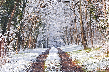 Snow covered trees in the Loire Valley area, Loir-et-Cher, Centre, France, Europe 