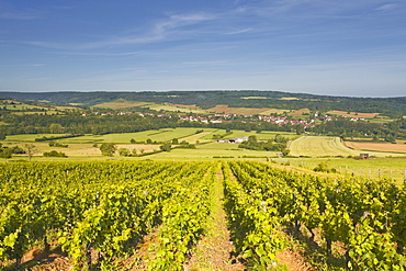 Vineyards above the village of Asquin in the Yonne area of Burgundy, France, Europe